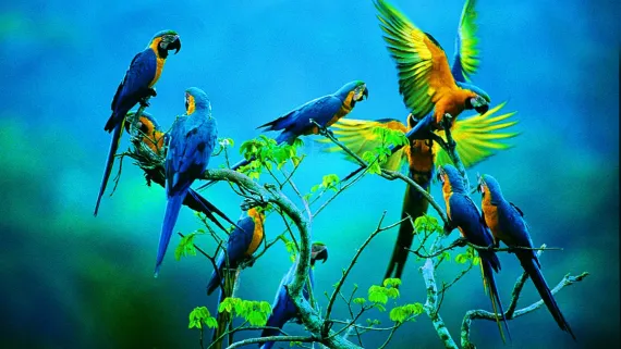 Exotic